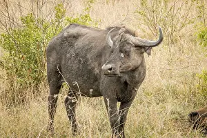Starring Buffalo in the Kruger National Park