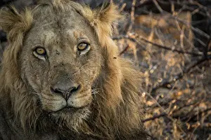 Starring male Lion in the Kruger National Park