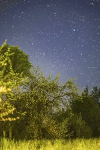 Starry night sky above trees evokes a serene atmosphere