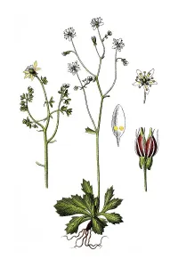 Starry saxifrage (Saxifraga stellaris)