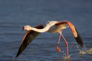 Starting Greater Flamingo (Phoenicopterus ruber)