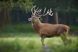 A stately red deer (Cervus elaphus) with antlers in a meadow