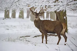 A stately stag stands in a snowy forest