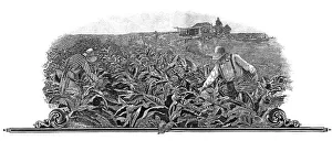 Steel engraving, motif with tobacco harvest