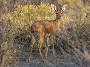 Steenbok (Raphicerus campestris)