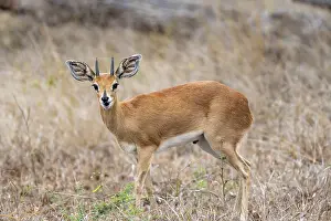 Steenbok (Raphicerus campestris)