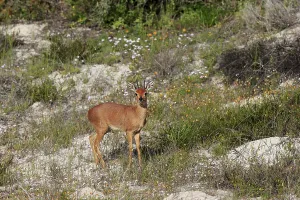 Steenbok (Raphicerus campestris)