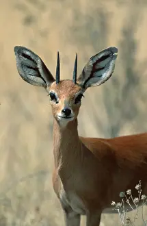 Steenbok (Raphicerus campestris)