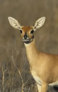 Steenbok (Raphicerus campestris)
