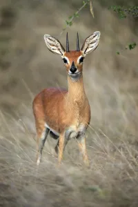 Steenbok (Raphicerus campestris)