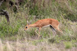 Steenbok (Raphicerus campestris)