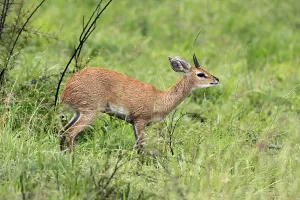 Steenbok (Raphicerus campestris)