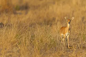 Steenbok, Raphicerus campestris