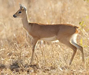 Steenbok, Raphicerus campestris