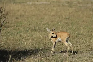 Steenbok (Raphicerus campestris) in the Okavango Delta