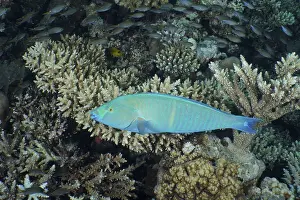 Steephead parrotfish (Hipposcarus harid)