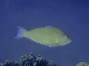 Steephead parrotfish (Hipposcarus harid)
