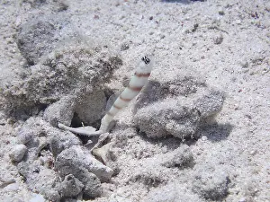 Steinitz's guard goby (Amblyeleotris steinitzi)<br> Steinitz's guard goby (Amblyeleotris steinitzi)