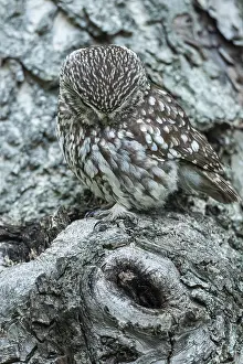 Steinkauz, Athene noctua, Vechta