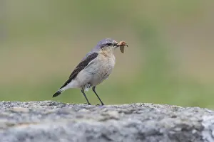 Steinschmaetzer (Oenanthe oenanthe) Northern Wheatear