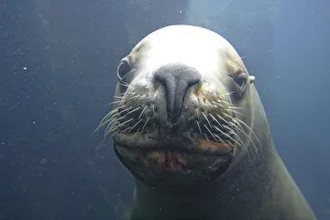 Steller sea lion Eumetopias jubatus at the Alaska Sealife Center Kenai peninsula Seward Alaska USA