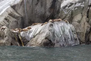 Steller sea lions (Eumetopias jubatus)