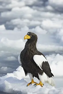 Steller's sea eagle (Haliaeetus pelagicus)
