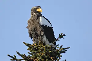 Steller's Sea Eagle (Haliaeetus pelagicus)