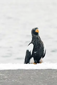 Steller's sea eagle (Haliaeetus pelagicus)