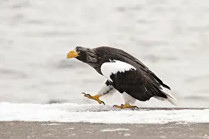 Steller's sea eagle (Haliaeetus pelagicus)