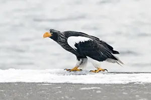 Steller's sea eagle (Haliaeetus pelagicus)