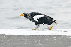 Steller's sea eagle (Haliaeetus pelagicus)