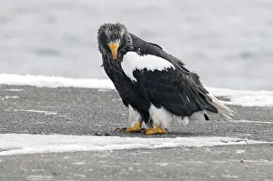 Steller's sea eagle (Haliaeetus pelagicus)