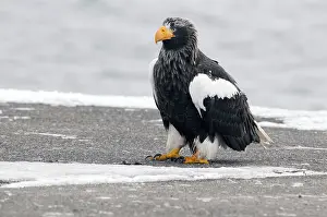 Steller's sea eagle (Haliaeetus pelagicus)