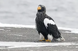 Steller's sea eagle (Haliaeetus pelagicus)