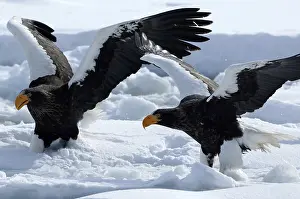 Steller's sea eagle (Haliaeetus pelagicus) couple