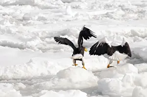 Steller's sea eagle (Haliaeetus pelagicus) eating a fish