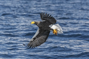 Steller's sea eagle (Haliaeetus pelagicus) in flight above the seat in Rausu
