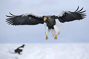 Steller's Sea Eagle (Haliaeetus pelagicus) flying