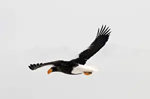 Steller's sea eagle (Haliaeetus pelagicus) flying