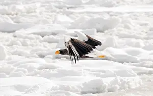 Steller's sea eagle (Haliaeetus pelagicus) flying