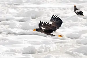 Steller's sea eagle (Haliaeetus pelagicus) flying