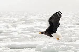 Steller's sea eagle (Haliaeetus pelagicus) flying