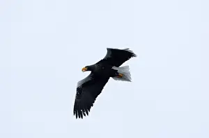 Steller's sea eagle (Haliaeetus pelagicus) flying