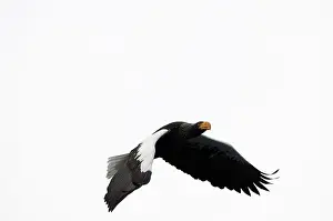 Steller's sea eagle (Haliaeetus pelagicus) flying