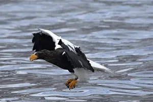 Steller's sea eagle (Haliaeetus pelagicus) flying