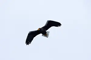 Steller's sea eagle (Haliaeetus pelagicus) flying