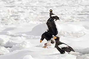 Steller's sea eagle (Haliaeetus pelagicus) landing