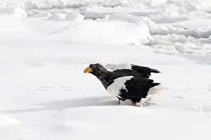 Steller's sea eagle (Haliaeetus pelagicus) on the pack