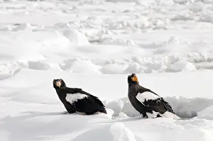 Steller's sea eagle (Haliaeetus pelagicus) on the pack